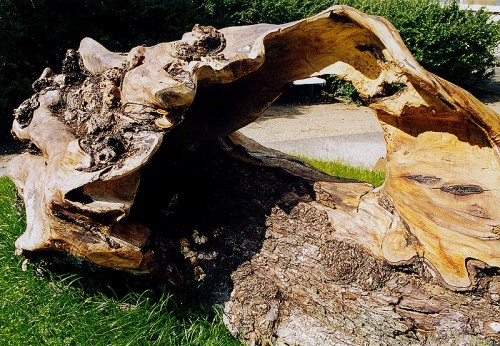 Fotograf: Eget foto
Værk  titel: Havgrotte med guldfisk 
Værk  type: Skulptur 
Materiale: Elmetræ/bladguld 
Størrelse: 150x150x400 cm 
Færdiggjort: 1999 