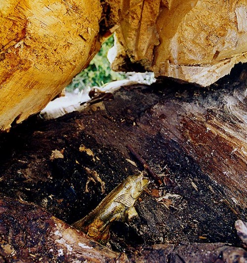 Fotograf: Eget foto
Værk  titel: Havgrotte med guldfisk - detalje 
Værk  type: Skulptur 
Materiale: Elmetræ/bladguld 
Færdiggjort: 1999 