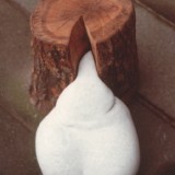 Wilslevorganisk5
